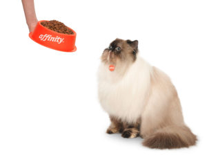 003 ANIMALES 300x224