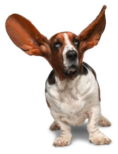 015 ANIMALES 231x300