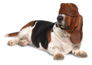 016 ANIMALES 300x214