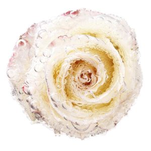 rosa 300x300