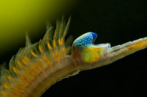 01 FOTONIKON 300x199