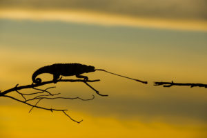 DSC1768Melleri 300x200