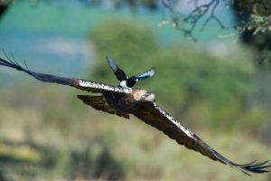 DSC5212IMPERIAL 300x200