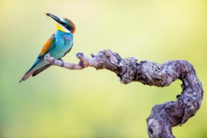 DSC5566Merops 300x200