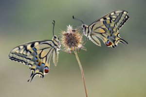 DSC6342Machaon 300x200