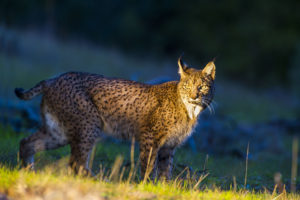DSC6855LINCE 2 300x200