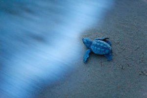 DSC6999careta 1 300x200