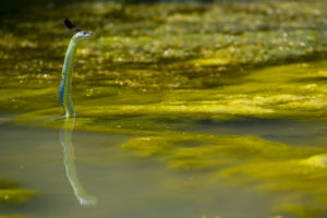 DSC7698Malpolon Aspherico 300x200