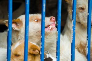 DSC7729118monteria 300x200