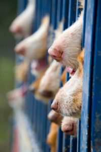 DSC7781124monteria 200x300