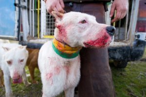 DSC806561monteria 300x200