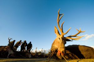 DSC833579monteria 300x200