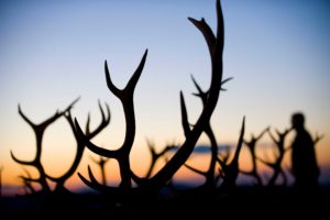 DSC848987monteria 300x200