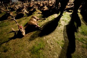 DSC859697monteria 300x200