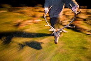 DSC867151monteria 300x200