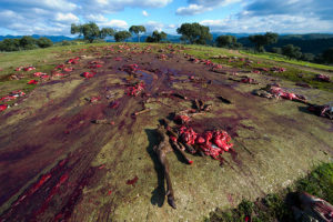 DSC8710141monteria 300x200