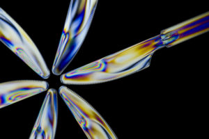 DSC8847Polaritzacion 300x200