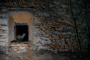 DSC9487geneta 300x200