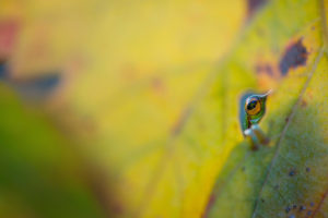 DSC9715Hyla2 300x200