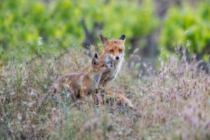 DSC 1020Guineus 300x200