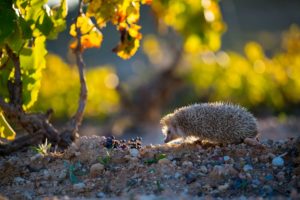 DSC 2866Algirus 300x200