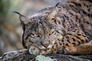 DSC 4416Lince 300x200