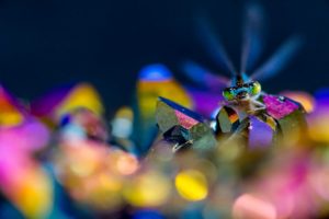 DSC 4452odonato 300x200