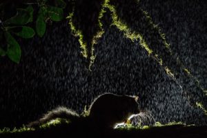 DSC 4482Liron 300x200