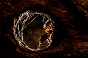 DSC 4698Lycosa 300x200