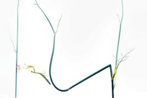 DSC 6741mantis 300x200