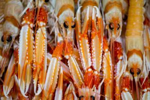 DSC 9087Alcapone 1 300x200