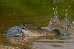 FAguilar Natrixnatrix 300x199
