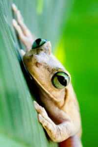 Marrereña015 200x300