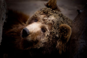 Oso Pardo 3 300x200