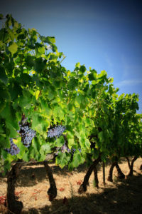 WWWCHASANCOM pp2197 241rVign 200x300