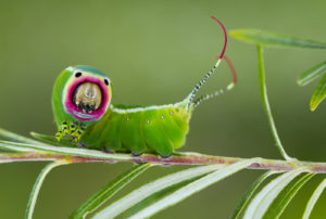 cat7.faguilar.arpia 300x202