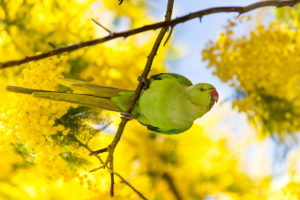 cotorra de Kramer 3 300x200