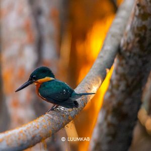 10 UB 0132bw 2 300x300