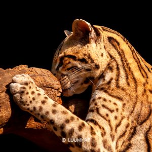 11 Sin título 1 300x300