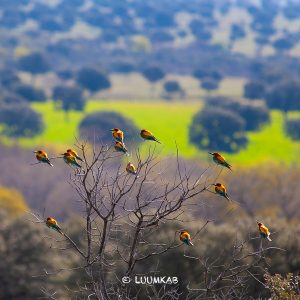 13 abejarucos 300x300