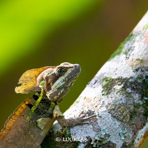 14 2017 8MEX 1130 300x300