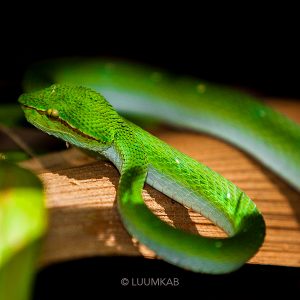 4 2015 BAKO 2565 300x300