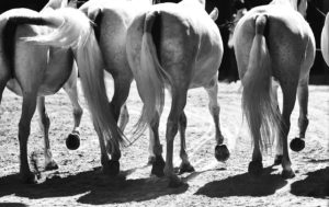 ANDALUCIA Travels@Pep Avila.003 001 300x189