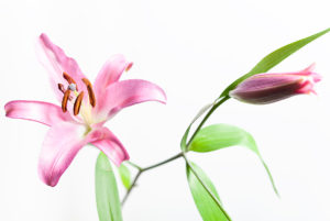 MG 4082FLOWER 300x201