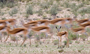 Springbook OK 3x180 BB 300x180