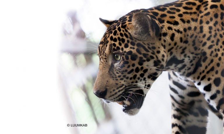 jaguar 768x461