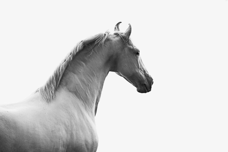 irenebel photo horses 768x511