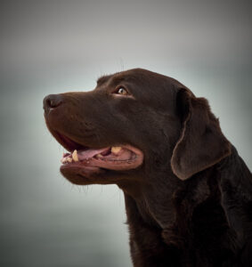 21 03 04DSC 1512 283x300