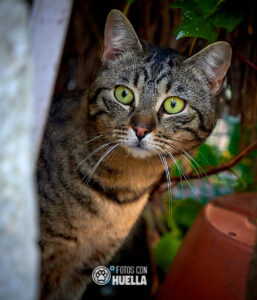 21 03 17DSC 2268 257x300