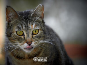 21 03 17DSC 2306 1 300x226